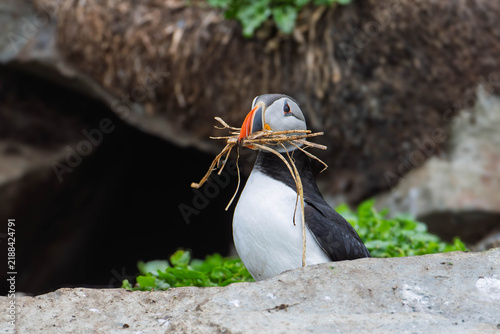 Foto Close-Up of Puffin Building Nest with Twigs in Beak at Hornoya Vardø