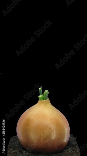 Time lapse of an onion bulb growing in a pot, showing green sprout development. Isolated on a black background. Vertical 4K video for botanical and educational use.