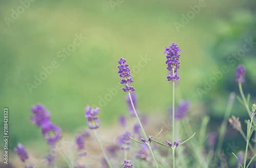 Close up of a lavender blossom with blurred background.