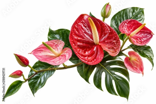 A vibrant arrangement of red and pink anthurium flowers with lush green leaves on a white background.