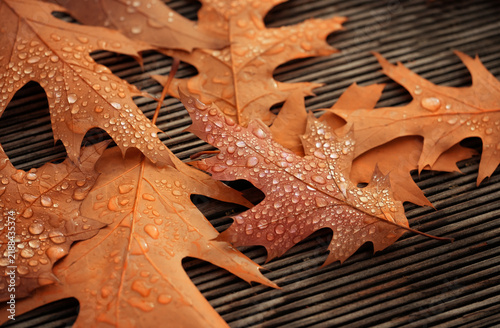 Beautiful bright fallen leaves of northern red oak close up. autumn nature background. Quercus rubra deciduous tree leaves in rain drops outdoor. symbol of fall season. rainy weather.