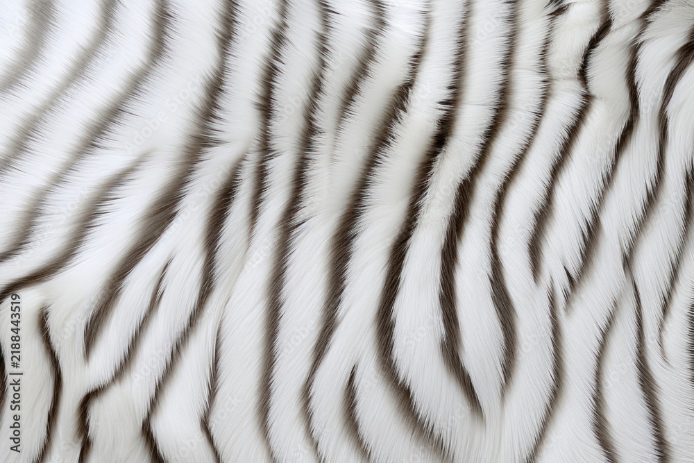 Fototapeta premium White tiger animal backgrounds mammal.