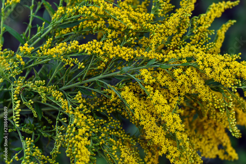Blooming yellow ragweed bushes. Ambrosia on a summer day. Flowering goldenrod in the garden. Soft focus. Medicine concept. Floral, summer, autumn background.