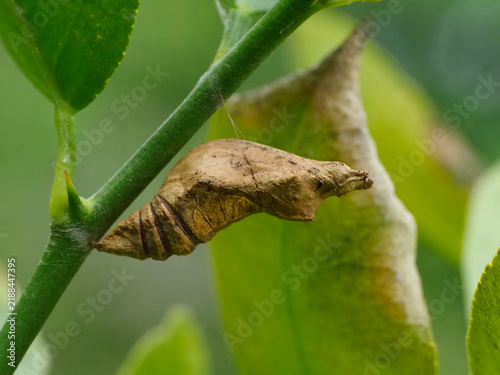 Obraz na plátně Brown pupa of Lime Butterfly (Papilio demoleus) attached to citrus stem showing