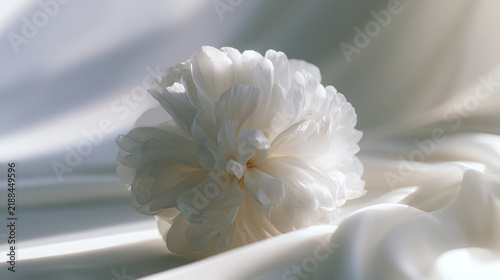 White Peony Flower on Soft Fabric in Gentle Sunlight