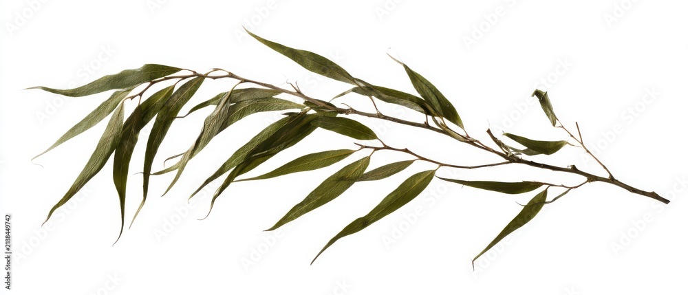 Obraz premium Pressed delicate weeping willow leaves and thin branches, isolated on pure white background