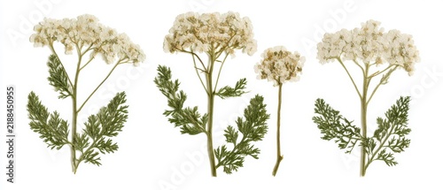 Pressed delicate white yarrow flowers and feathery leaves, isolated on pure white background