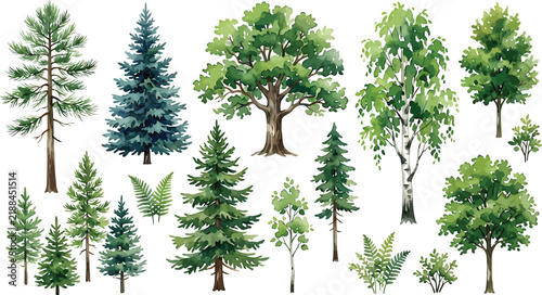 Watercolor forest trees set including pine oak spruce birch and ferns isolated on white background for nature design vector illustration