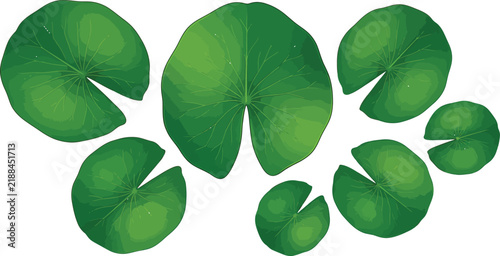 Green water lily pads set with leaf veins floating on white background for nature design elements vector