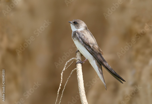 Canvastavla Sand Martin (Riparia riparia) perched vertically on a dry root system against a soft blurred earthen background