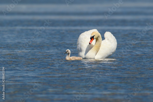 Canvastavla Mute Swan (Cygnus olor) swimming on calm blue water alongside its small grey cygnet