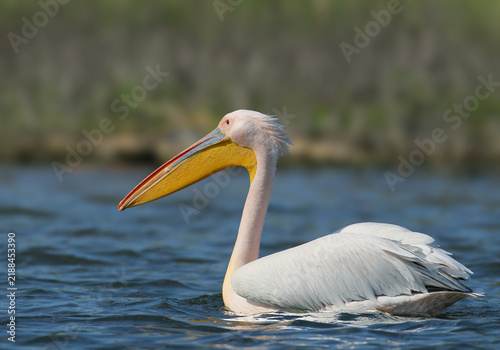 Great White Pelican (Pelecanus onocrotalus) swimming on calm blue water shown in detailed close-up profile.