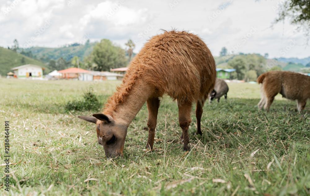 Obraz premium Llama marrón pastando en pradera verde de paisaje rural andino