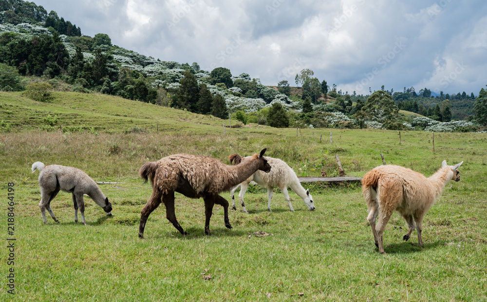 Fototapeta premium Llamas pastando en pradera verde de montaña con bosque andino y cielo nublado