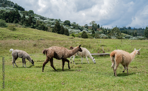 Llamas pastando en pradera verde de montaña con bosque andino y cielo nublado