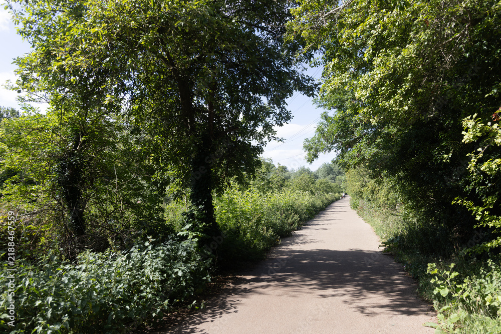 Obraz premium Tree-lined footpath curving through green summer woodland at Morden Hall Park, London, in bright sunlight