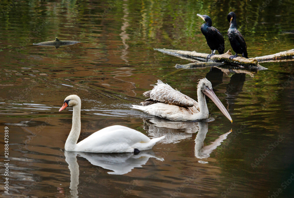 Obraz premium A white swan and a curly pelican on a lake on a bright sunny day. Animals, birds, ornithology, ecology.