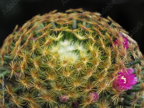Close-up of flowering Mammillaria cactus (Mammillaria beneckei / Mammillaria sp.) showing areoles, radial spines, apical meristem, and pink flower structure