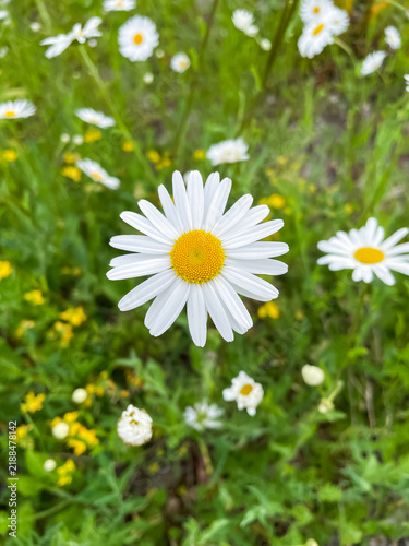 Single chamomile flower in foreground among chamomile field, nature and summer botanical