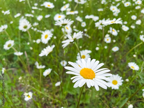 Single chamomile flower in foreground among chamomile field, nature and summer botanical