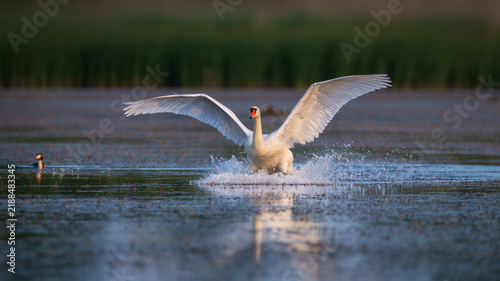 Принти на полотні Mute swan landing on lake water with wings spread