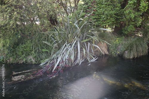 New Zealand flax plant above placid stream waters, long, sword-shaped leaves (Phormium-tenax) (close-up, mixed-sunlight) 6259