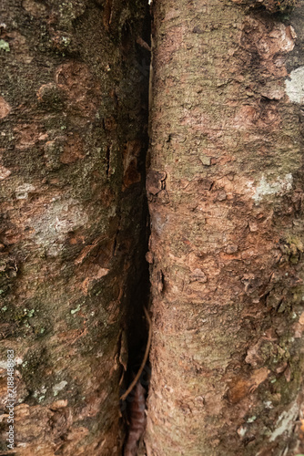 Konstfotografi The rich weathered surfaces of two tree trunks positioned side-by-side