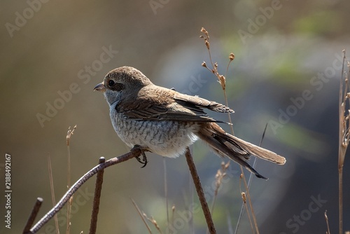 Foto Red-backed Shrike (Lanius collurio) in western Lesbos island, Greece