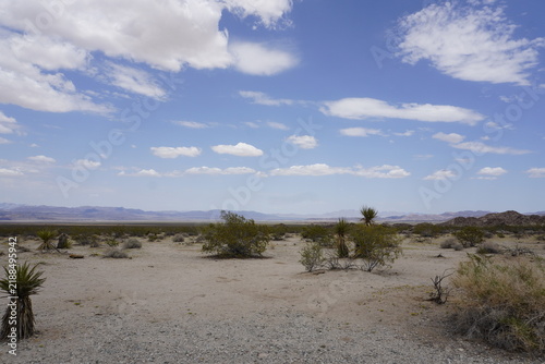 Scenic panorama of Joshua Tree National Park, California, with the Mojave Desert stretching to the horizon on a sunny summer day