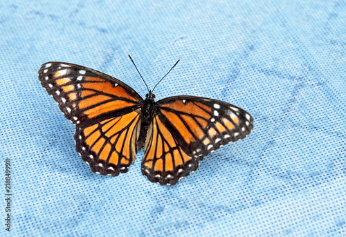 Monarch Butterfly Resting on Blue Background