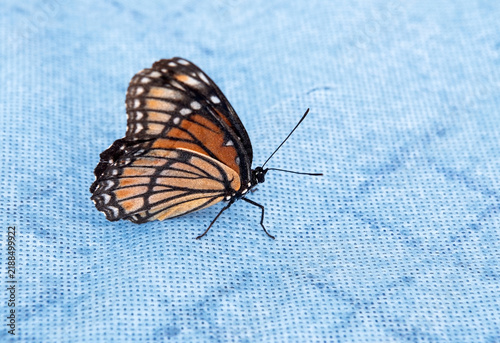 Glistening Underside Wings of Monarch Butterfly on Blue Background