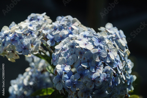 Close-up shot of a cluster of blue bigleaf hydrangeas or Hydrangea Macrophylla lit by sunlight with a dark background.