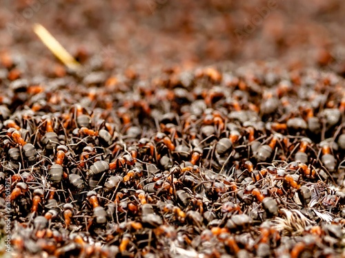 Life in an anthill.