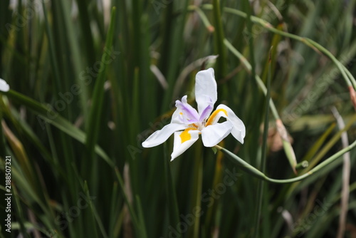 African iris, white outer petals, bright yellow blotches at base, long stiff leaves (Dietes-grandiflora, Dietes-iridioides, fortnight-lily, fairy-iris) (macro, close-up, shade) 6388