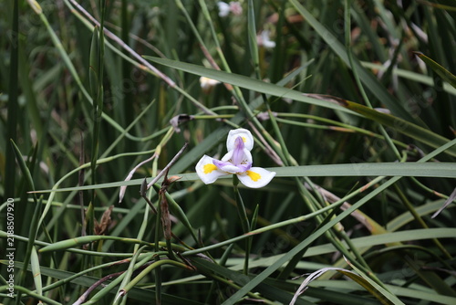 African iris, white outer petals, bright yellow blotches at base, long stiff leaves (Dietes-grandiflora, Dietes-iridioides, fortnight-lily, fairy-iris) (close-up, shade) 6390