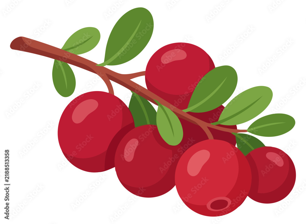 Obraz premium Fresh ripe cranberries on a branch with green leaves, detailed vector illustration of healthy red berries isolated on white background