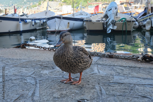 Un'anatra sul molo del porto di Camogli in provincia di Genova, Liguria, Italia.