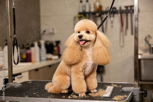 宠物美容后精致造型