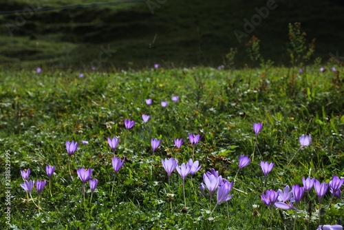 French Pyrenees nature - autumn crocus (Colchicum) wildflowers. Cirque de Gavarnie mountain valley in Pyrenees National Park (French: Parc national des Pyrenees).