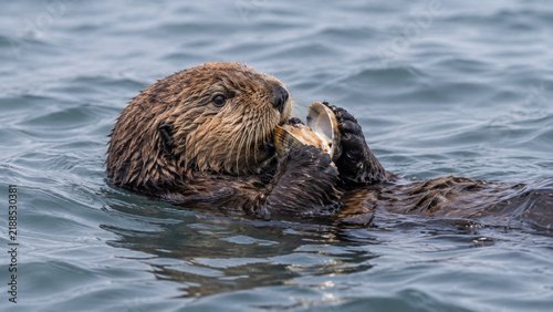 Plakat sea otter floating