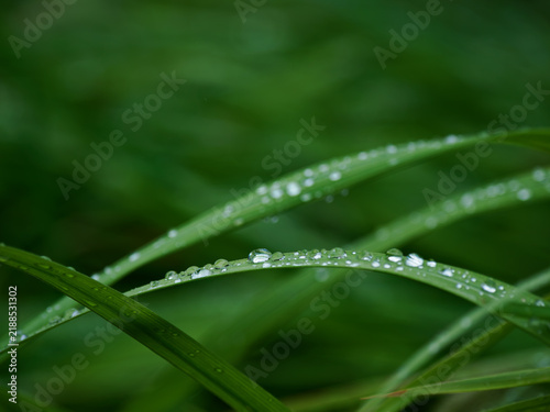 Fototapeta 雨の日に水滴が付いた緑の植物の葉