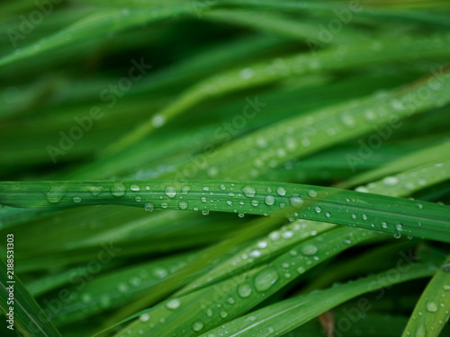 Naklejka 雨の日に水滴が付いた緑の植物の葉