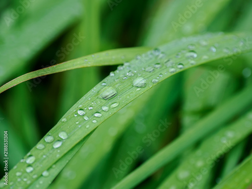 Naklejka 雨の日に水滴が付いた緑の植物の葉