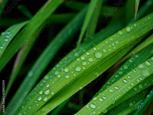 Fototapeta 雨の日に水滴が付いた緑の植物の葉