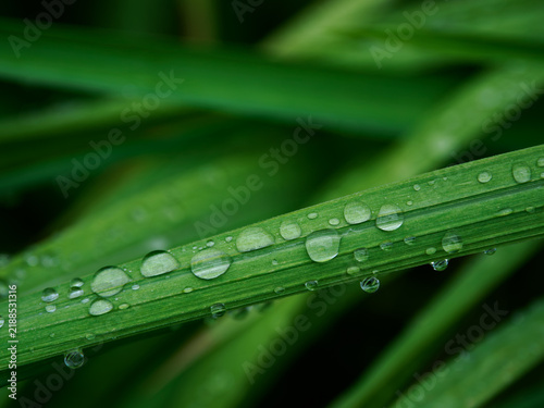 Fototapeta 雨の日に水滴が付いた緑の植物の葉