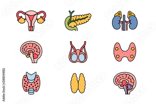 Foto Endocrine system anatomy flat colorful illustration icon design set for medical education
