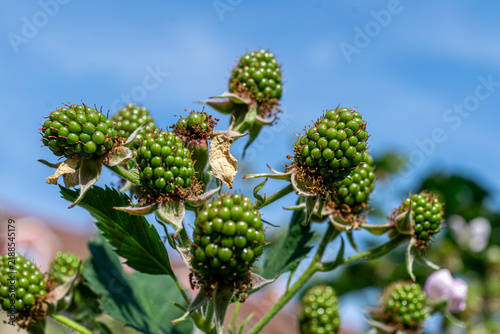 Obraz na płótnie Grüne Brombeeren