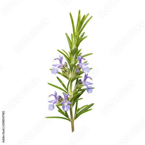 Fresh rosemary plant with purple flowers