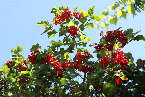 Quadro su tela Lush viburnum bush with ripe fruits under the blue sky