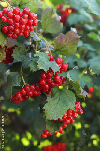 Cuadro en lienzo Lush viburnum bush with ripe berries close-up